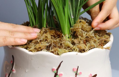 Veenmos Spaghnum 12L Gedroogd Sphagnum voor hydrocultuur, bloemschikken en stekjes opkweken