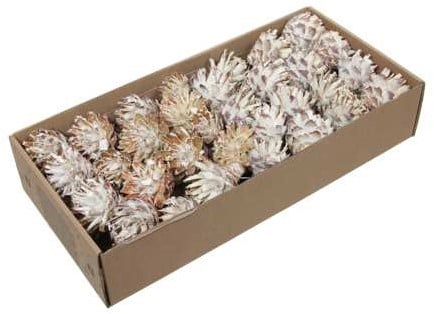 Leucodendron Plumosum op draad White wash doos 55 stuks