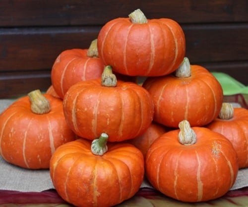 [A-023682-3] Marmito F1 Kabocha Buttercup 50 zaden