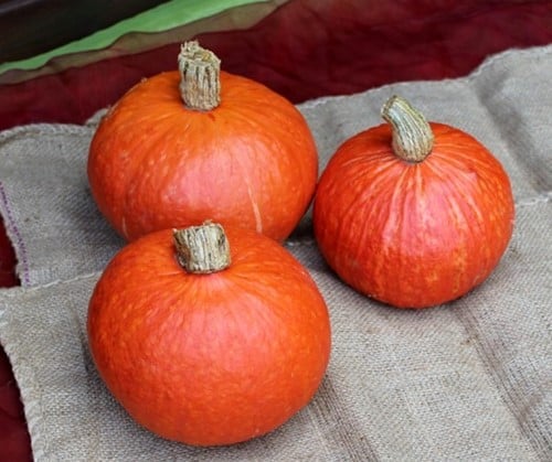 [A-023696-5] Madiba F1 Kabocha Buttercup Pompoen 1000 zaden