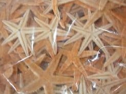 [A-001529] Zeesterren 2-3 inch 50 stuks