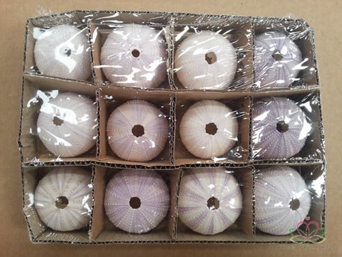 [A-010123] Zeeegel Violet 12 stuks