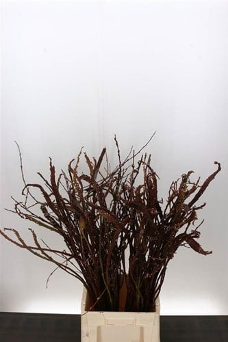 [A-027382] Salix Bandwilg Sekka ca. 90 cm