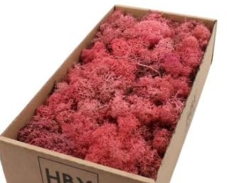[A-022639] Rendiermos IJslandsmos Finlandsmos Pink Oudroze 500 gram