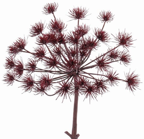 [A-019531] Dille Anethum Graveolens Spray Jumbo Burgundy diameter 35 cm korte steel 45 cm