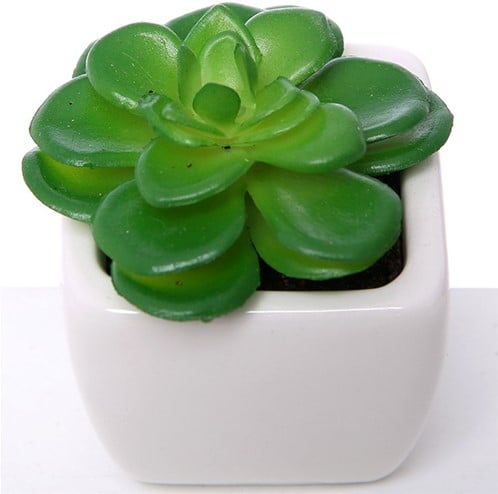 [A-019779] Succulent Groen in Wit Potje 7 cm per stuk