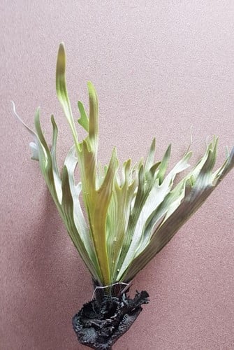 [A-019951] Platycerium Hertshoornvaren Groen 50 cm