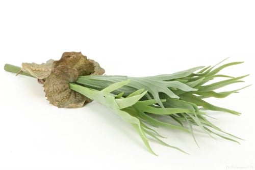 [A-021037] Platycerium Hertshoornvaren Groen 45 cm
