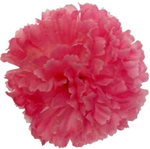 [A-024542] Anjerpick Roze Zijdenbloem per stuk