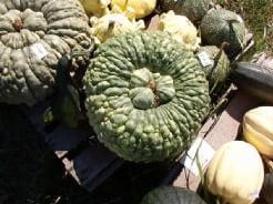 [A-017893] Marina di Chioggia Pompoen basiseenheid