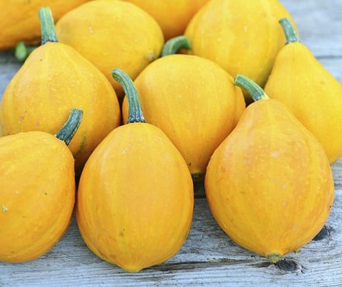 [A-016777] Lemon Squash Pompoen 250 zaden