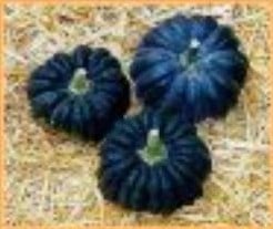 [A-001559] Futsu Black Early pompoen 1000 zaden