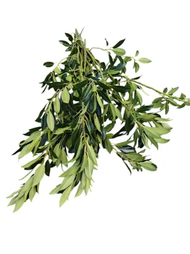 [A-027795] Ilex blad groen zonder bes Bundel