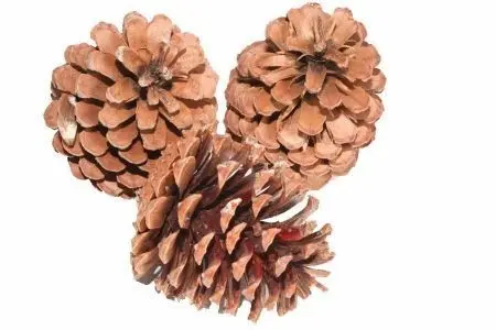 [A-027805] Dennenappels Reuze Maritima Naturel 10 cm BULK zak100 stuks 