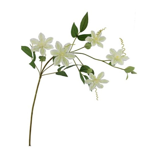 [A-028068] Clematis Dubbel Crème Zijdenbloem 78 cm per stuk